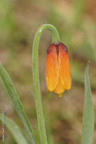 Closeup on an emerging orange flower of the Yellow bell wildflower, Fritillaria pudica, in the Columbia river Gorge, North Oregon photo