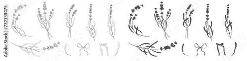 Lavender branches. Hand drawn botanical illustrations in linear style. photo