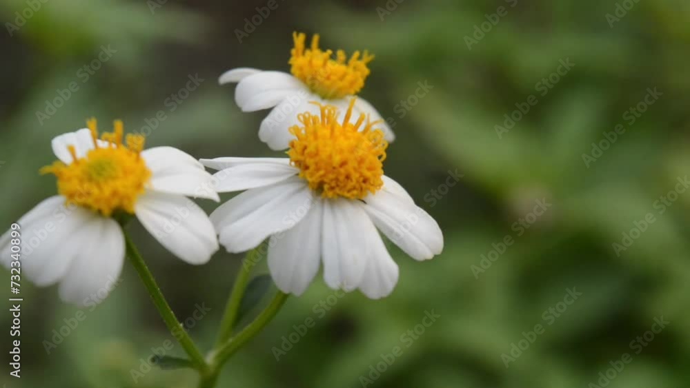 Ketul plant with the scientific name bidens alba, a wild plant as a weed, a type of plant belonging to the Asteraceae tribe. Ketul plant with the scientific name bidens alba, a wild plant as a weed, a type of plant belonging to the Asteraceae tribe.