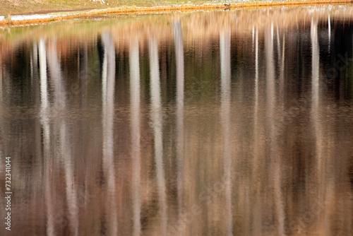 Beech forests reflected in lake in coniferous mountains in Italy