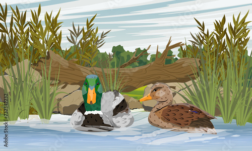 A pair of mallard ducks swim in the river. Wild waterfowl Anas platyrhynchos. Realistic vector landscape