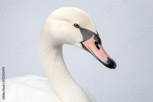 Elegant swan profile on serene background. Wildlife and tranquility.