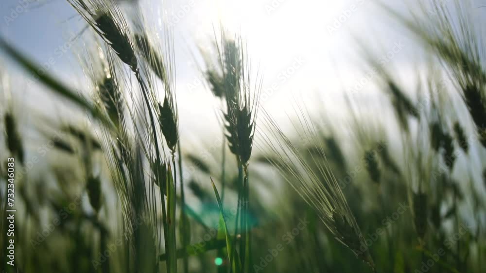Sunset wheat field. Green wheat sprouts on a field in the rays of sunset, with young shoots at spring. Concept of wheat farming, agriculture and organic eco-bio food production Sunset wheat field. Green wheat sprouts on a field in the rays of sunset, with young shoots at spring. Concept of wheat farming, agriculture and organic eco-bio food production