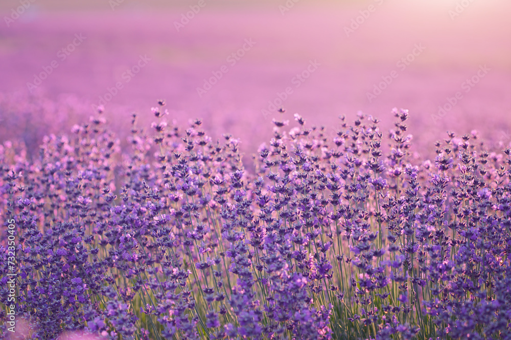 Fototapeta premium Bush of lavender frower at sunset.