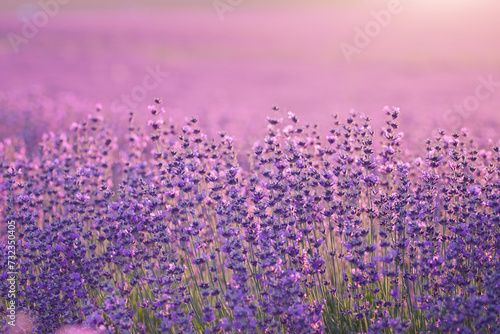 Bush of lavender frower at sunset.