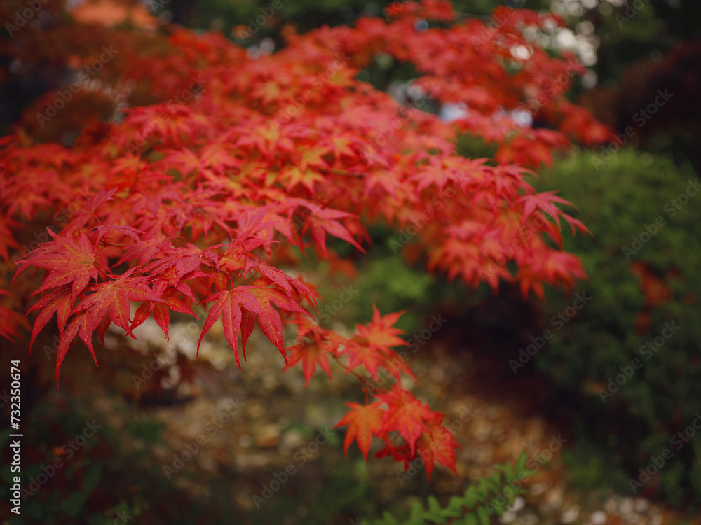 Beautiful autumn leaves that turned red in autumn in Japan. Japanese Maple tree called Acer Palmatum Fireglow in bright sunshine. Beautiful autumn leaves that turned red in autumn in Japan. Japanese Maple tree called Acer Palmatum Fireglow in bright sunshine.