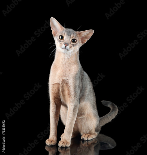 Beautiful Abyssinian cat on a black background