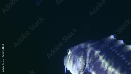 Russian sturgeon or Danube sturgeon (Acipenser gueldenstaedtii) swims against the background of the bottom covered with algae, close-up, portrait, detail. photo