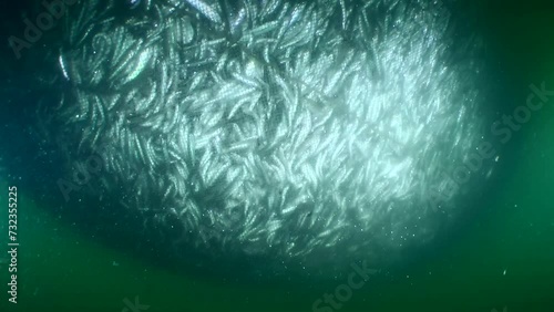 Fish inside the fishing net: as the net rises and its volume decreases, the density of the school of fish and the nervous tension increases. The camera is slowly moving away from the network. photo