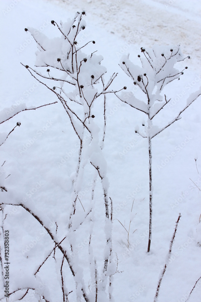 Obraz premium Dry plant with seeds under the snow. Winter Garden.