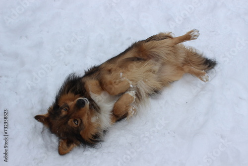 Cute young dog playing in the winter garden.