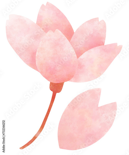 Fototapeta Naklejka Na Ścianę i Meble -  Cherry blossom flower isolated clipart transparent PNG
