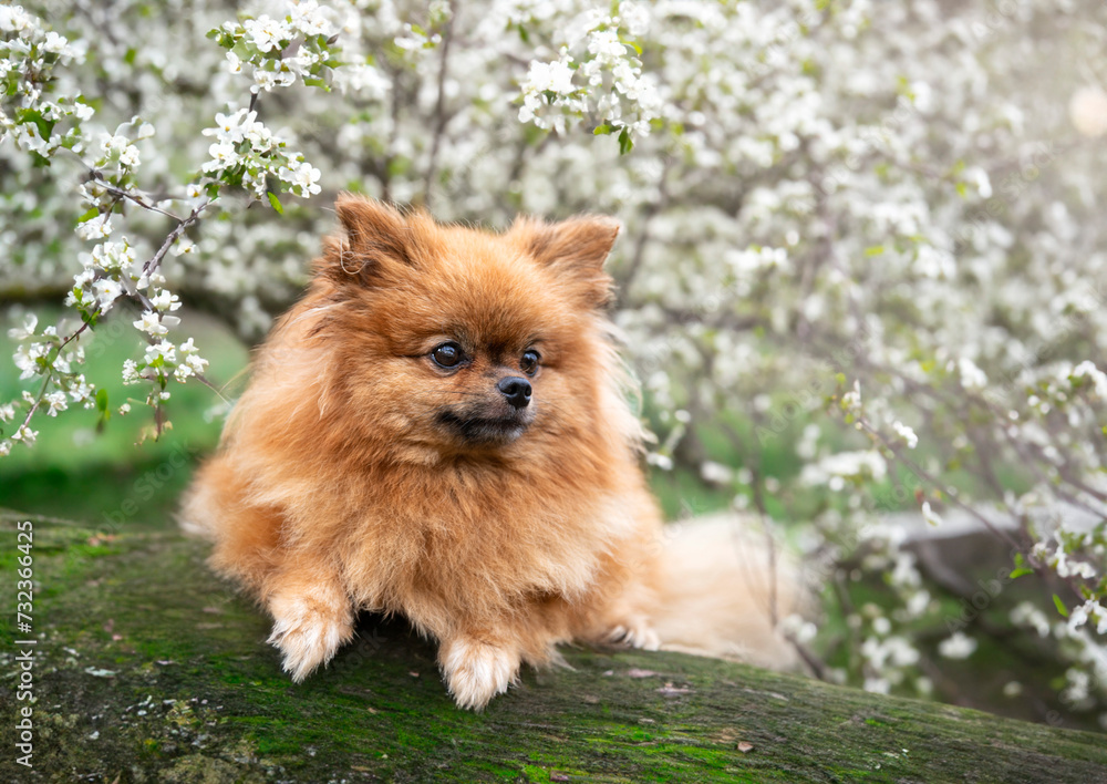 pomeranian in nature