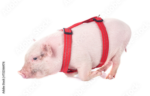 miniature pig in studio photo