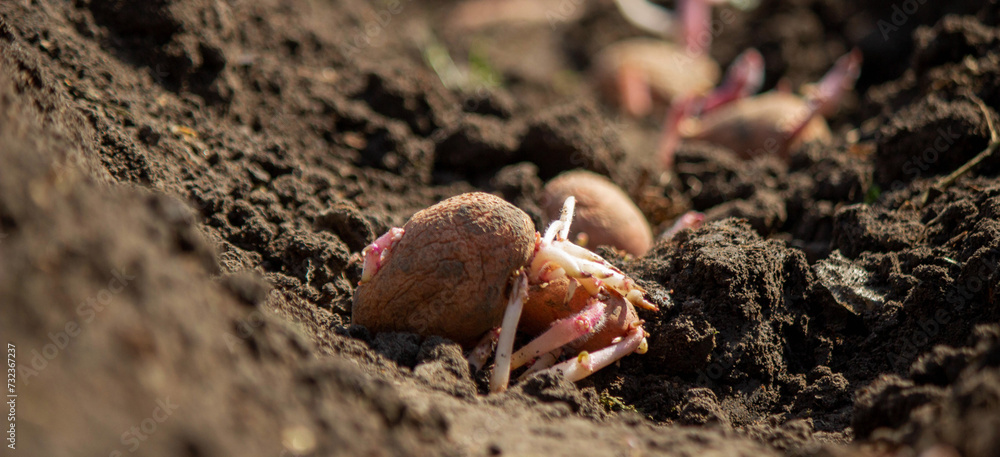planting potatoes in spring, farm potatoes in hands. Selective focus. planting potatoes in spring, farm potatoes in hands. Selective focus.