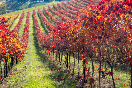 vines of the hills in autumn red wine graspa rossa and trebbiano photo