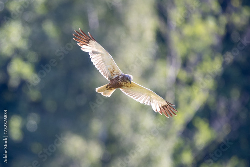 Western marsh harrier in flight