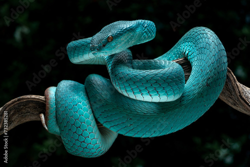 Blue White-lipped Pit Viper (Trimeresurus insularis) is venomous pit viper and endemic species in Indonesia.