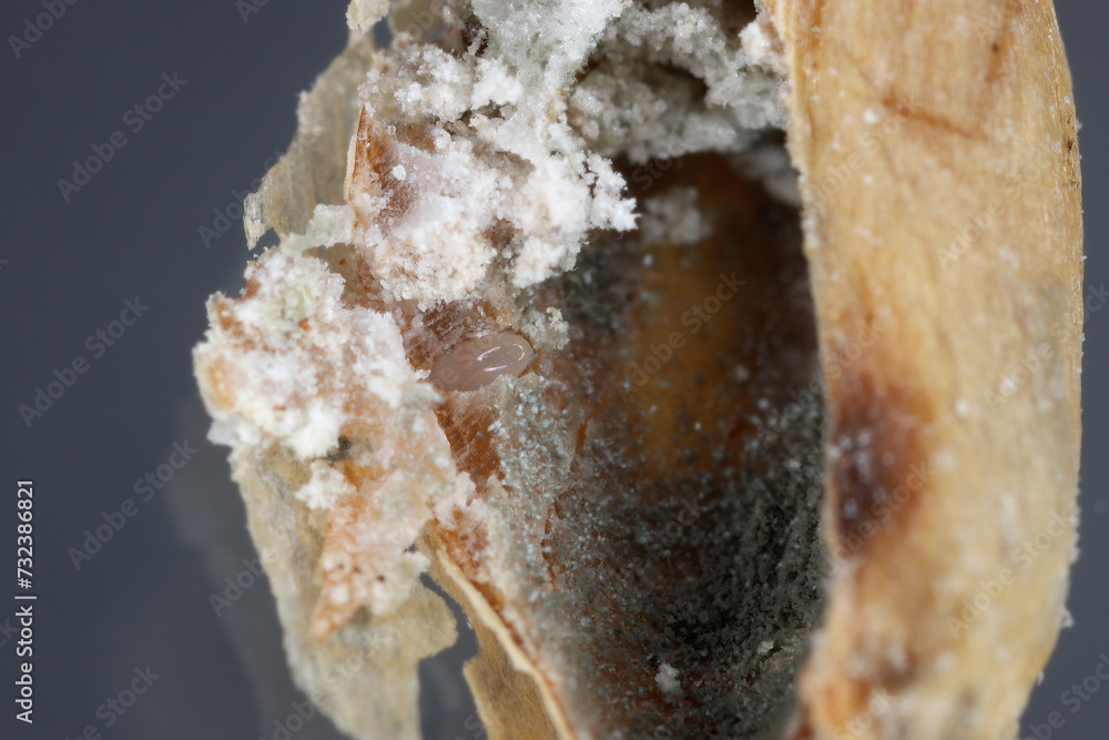 Granary Weevil (Sitophilus granarius) also called Grain or Wheat Weevil. Egg laid inside the grain. Granary Weevil (Sitophilus granarius) also called Grain or Wheat Weevil. Egg laid inside the grain.