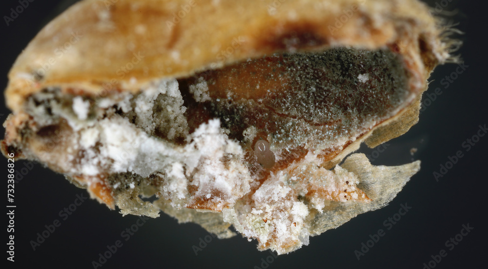 Granary Weevil (Sitophilus granarius) also called Grain or Wheat Weevil. Egg laid inside the grain.