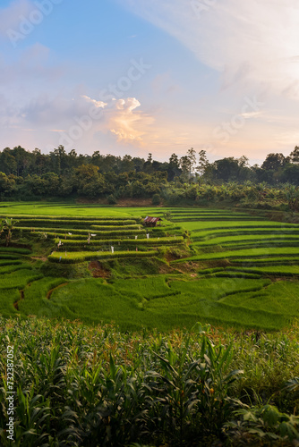 Payakumbuh Rice Field Terracing