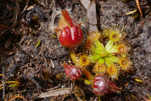 Albany pitcher plant (Cephalotus follicularis), seedling with pygmy sundew (Drosera pulchella) in natural habitat, Western Australia photo