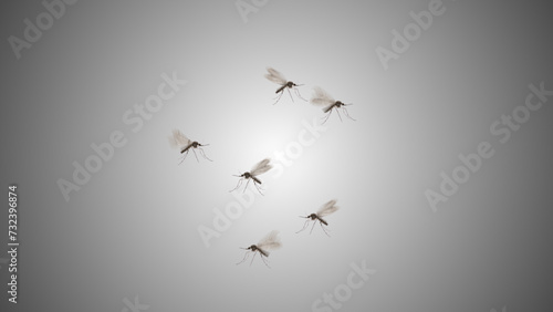 Dengue mosquitoes isolated flying on gradient background © Cinefootage Visuals