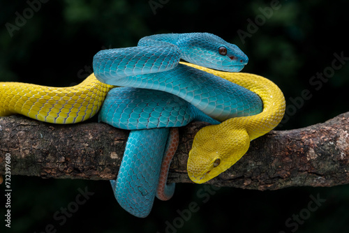 A pair of Blue and Yellow White-lipped Pit Viper (Trimeresurus insularis). The species is venomous pit viper and native to Indonesia.