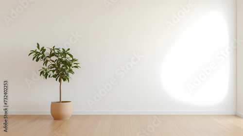 An empty white room with a wooden floor and a potted plant 