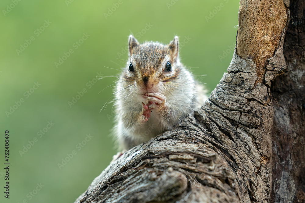 Chipmunk (Tamias) are small members of the squirrel family. The size relative to a teacup and weight 1 to 5 ounces. Chipmunk (Tamias) are small members of the squirrel family. The size relative to a teacup and weight 1 to 5 ounces.