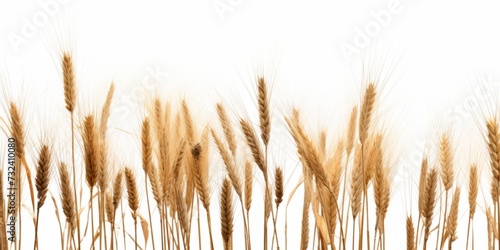 Wheat on a white background. Wheat crop.