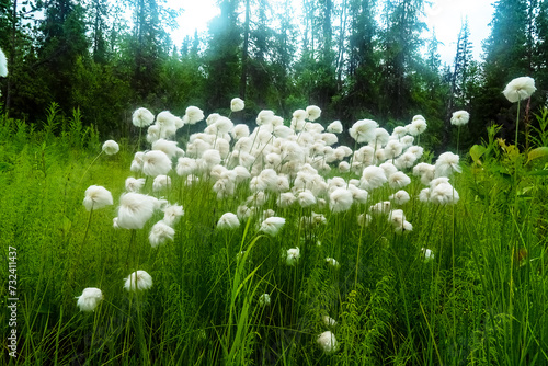 Flora of northern Scandinavia. Unexpected softness and whiteness of Cotton grass (Eriophorum sp.). Skerry coast of Barents Sea, Kola Peninsula. Forest tundra, park-type forest of Siberian spruce