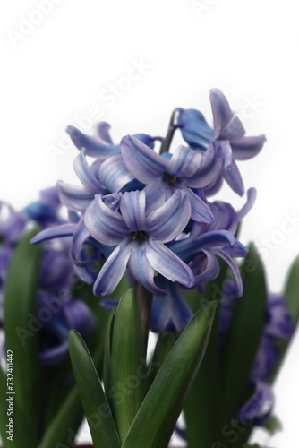 Blue hyacinth flowers isolated on a white background. Hyacinthus plants in bloom 