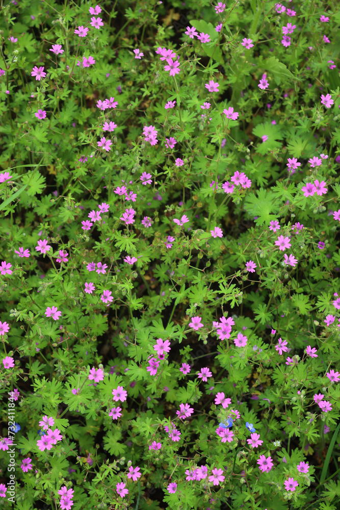 Geranium rotundifolium. Round-Leaved Cranesbill plant with green leaves and small pink flowers