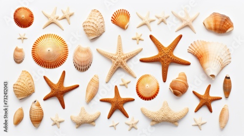 A collection of sea shells arranged on a white surface. Can be used for beach-themed designs or as a background for marine-related content