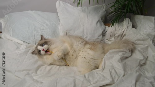 Wallpaper Mural Ragdoll cat on white bed linen. Torontodigital.ca