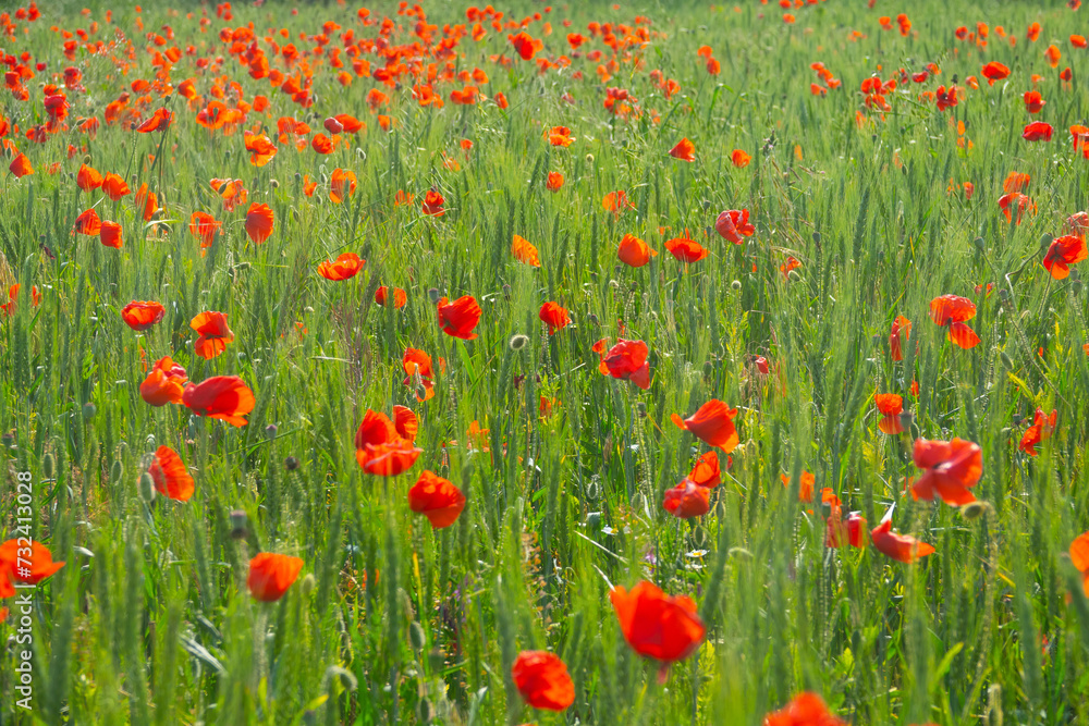 Poppies grow in wheat like weeds
