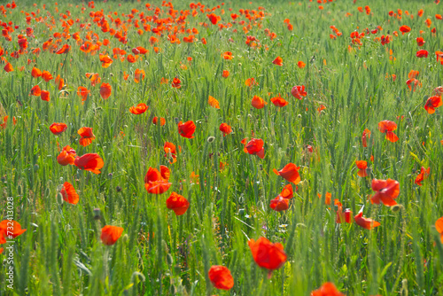 Poppies grow in wheat like weeds