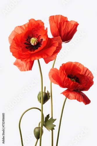 Three red poppies beautifully arranged in a vase on a table. Ideal for home decor or floral-themed designs