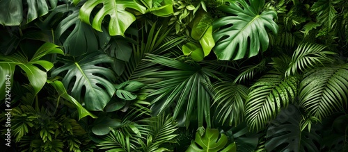 This picture showcases a diverse range of tropical plant leaves, including trees, shrubs, groundcovers, grasses, and flowering plants, creating a beautiful jungle-like landscape.