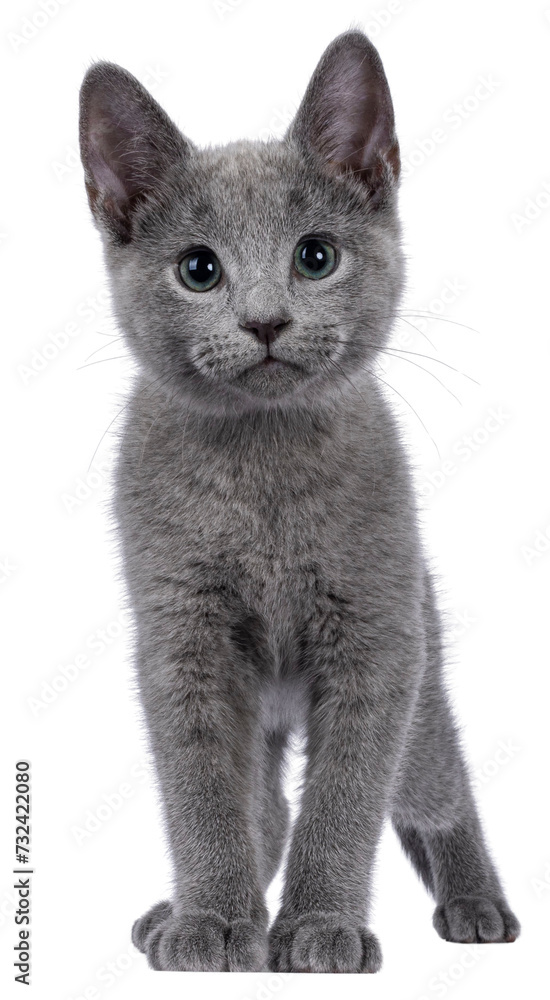 Well typed Russian Blue cat kitten, standing facing front. Looking to camera with green eyes. Isolated cutout on a transparent background.