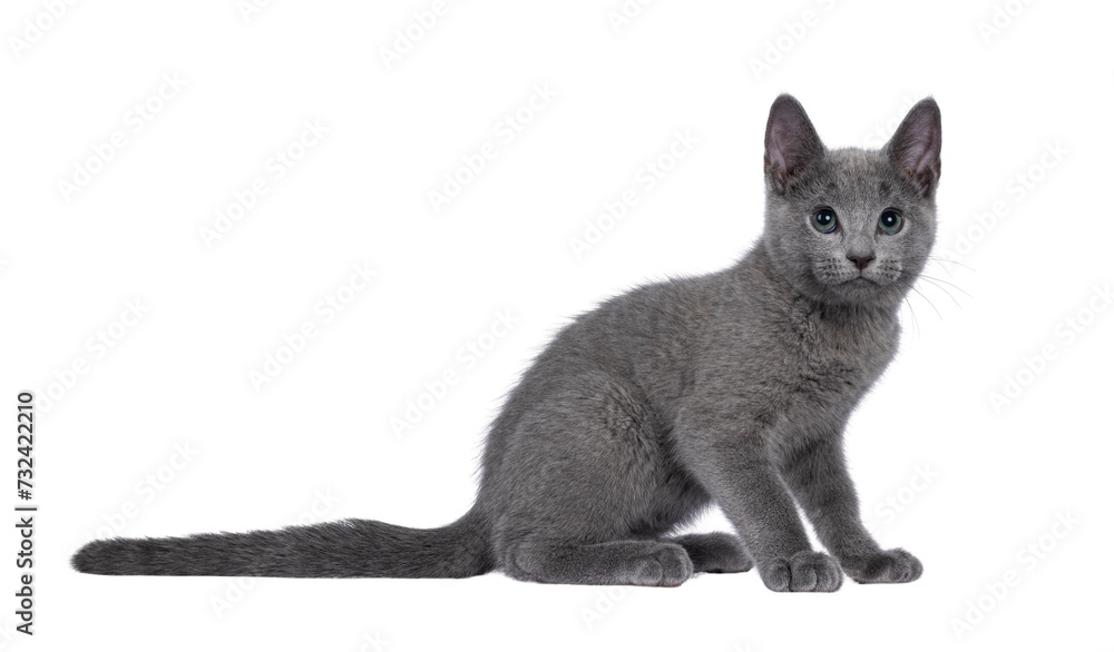 Well typed Russian Blue cat kitten, sitting up side ways. Head turned to camera but looking up with eye roll. Isolated cutout on a transparent background.