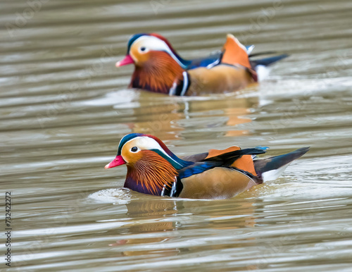 Mandarin ducks