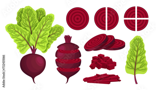 Vector beet isolated on white background