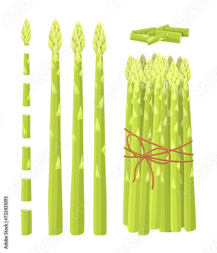 Vector asparagus isolated on white background