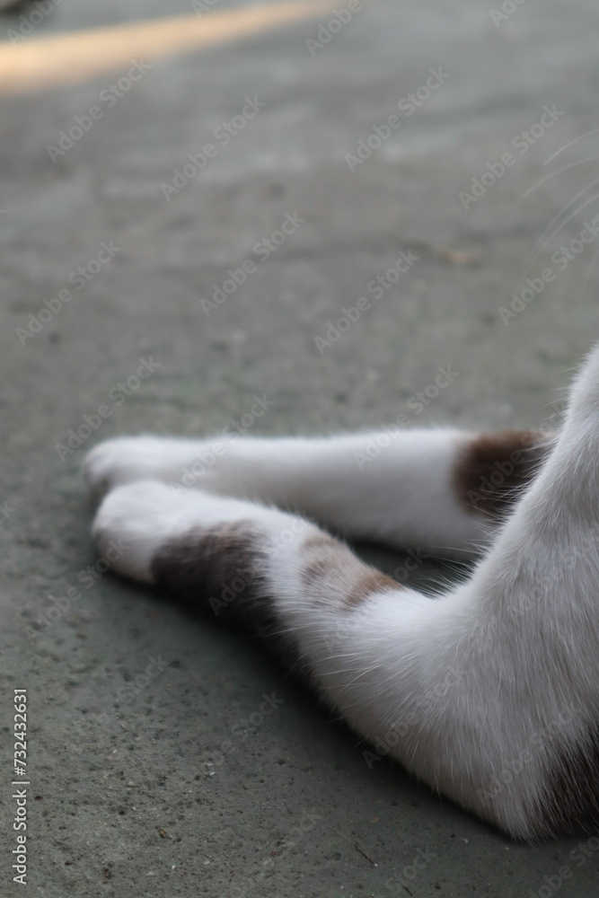 Fototapeta premium cat legs on the floor