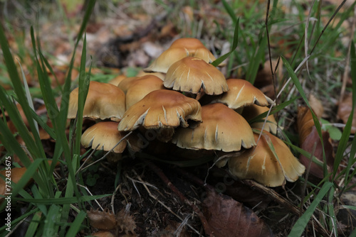 Various mushroom species. Shot in forest, park, and swamp areas, in both France and West Canada.