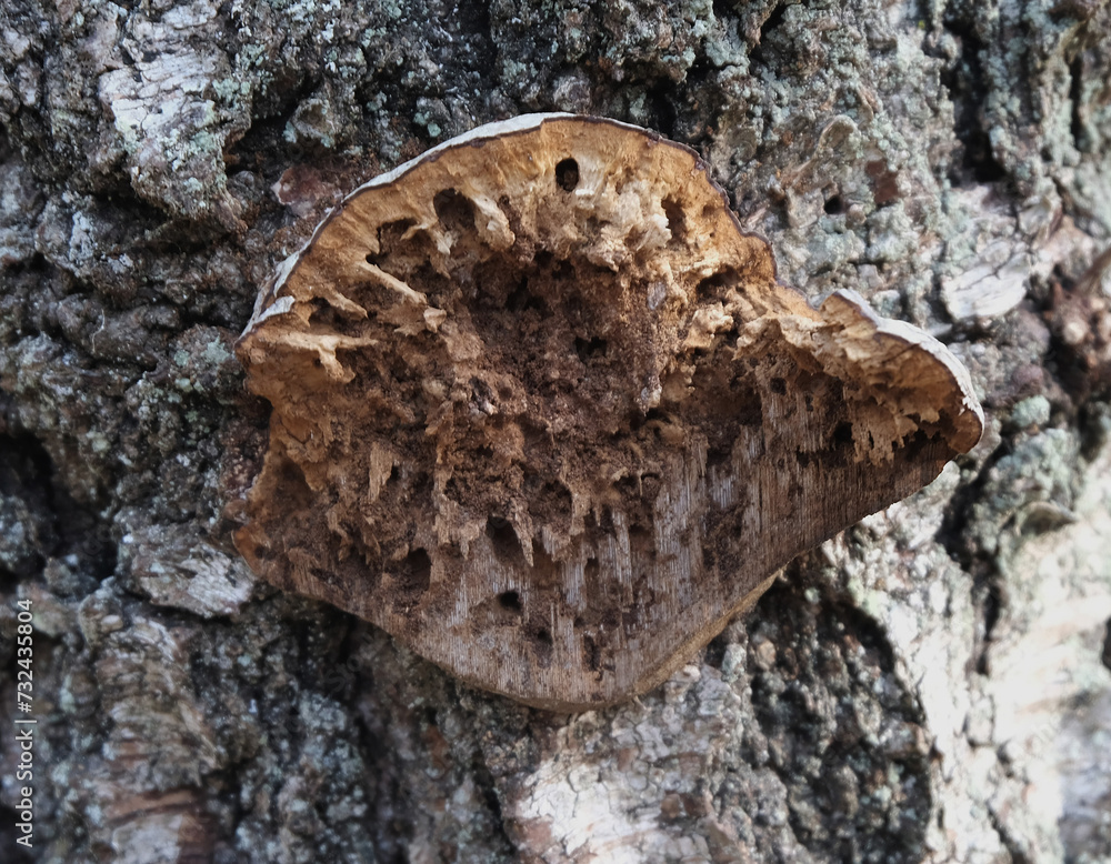 Fototapeta premium Various mushroom species. Shot in forest, park, and swamp areas, in both France and West Canada.
