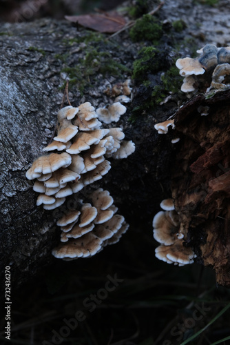 Various mushroom species. Shot in forest, park, and swamp areas, in both France and West Canada.