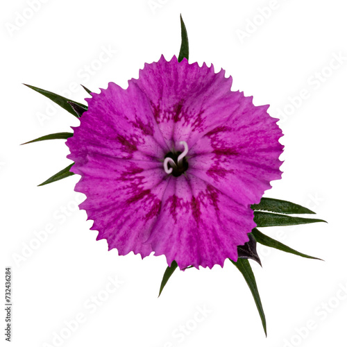 Single pink Dianthus aka carnation flower. Top view cutout on transparent background.